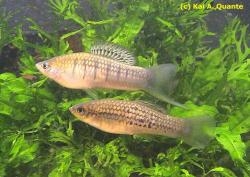 Xiphophorus nezahualcoyotl