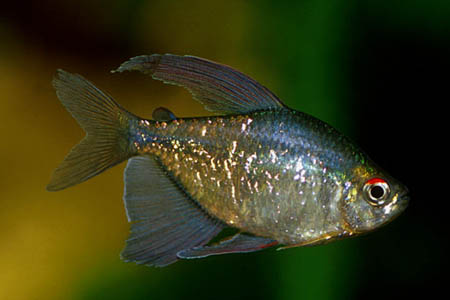 Moenkhausia pittieri