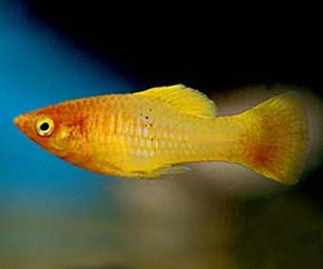 Xiphophorus variatus