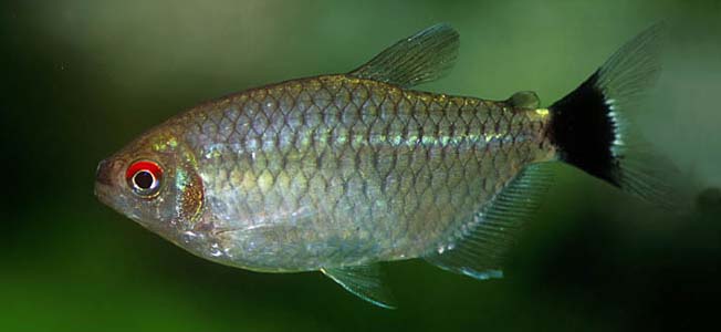 Moenkhausia sanctaefilomenae