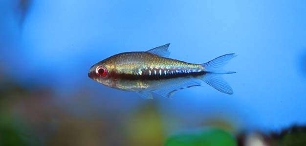 Nematobrycon lacortei