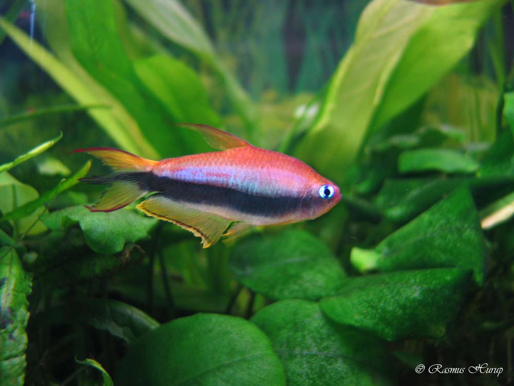 Nematobrycon palmeri