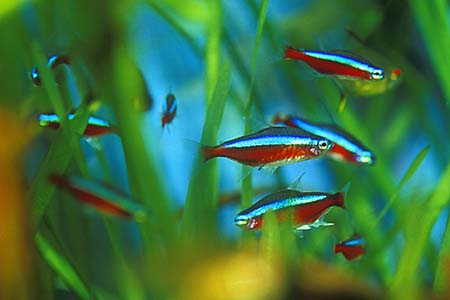 Paracheirodon axelrodi