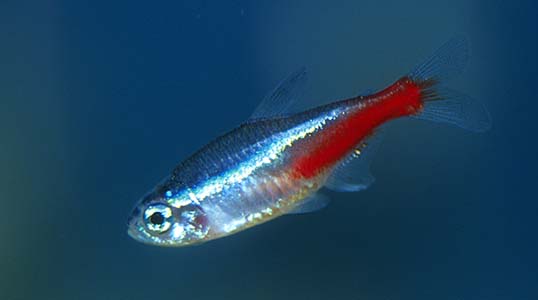 Paracheirodon innesi