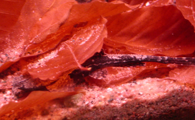 Bunocephalus coracoideus