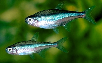 Paracheirodon simulans