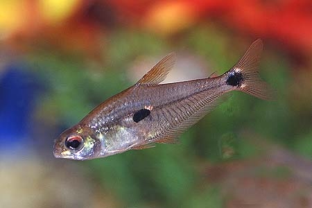 Phenacogaster tegatus