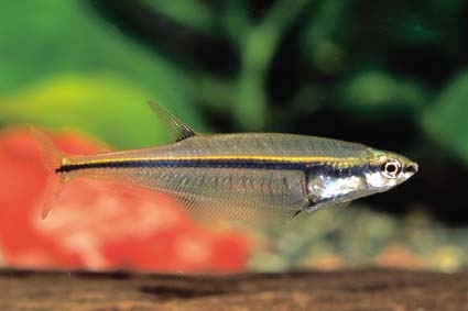 Phenagoniates macrolepis