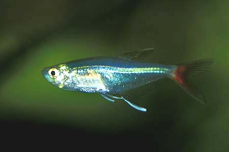 Prionobrama filigera