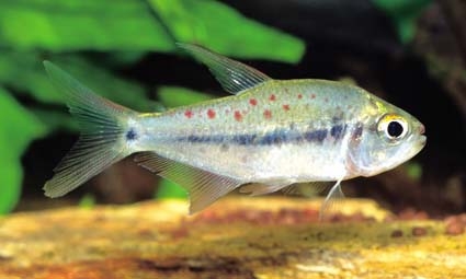 Pseudochalceus kyburzi