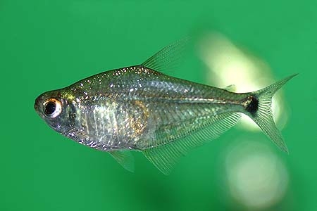 Roeboides paranensis