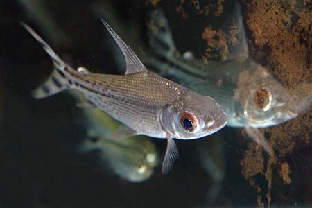 Semaprochilodus insignis