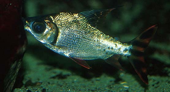 Semaprochilodus taeniurus