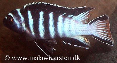 Pseudotropheus sp. "elongatus mpanga"