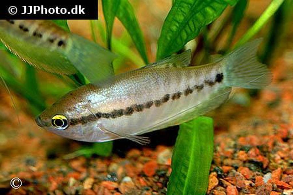 Trichogaster pectoralis