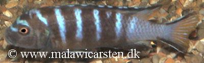 Pseudotropheus sp. "elongatus linganjala"