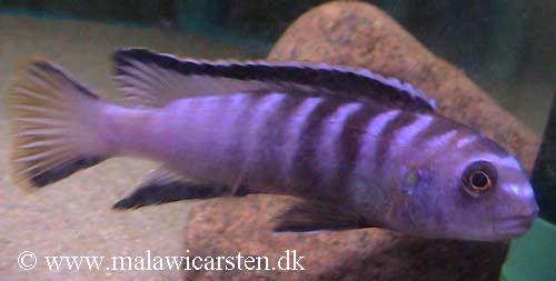 Pseudotropheus sp. "elongatus reef"