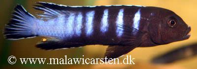 Pseudotropheus sp. "elongatus slab"