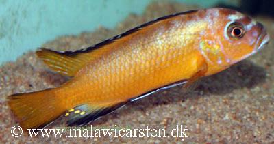 Pseudotropheus sp. "elongatus usisya"