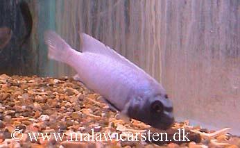 Pseudotropheus sp. "polit"