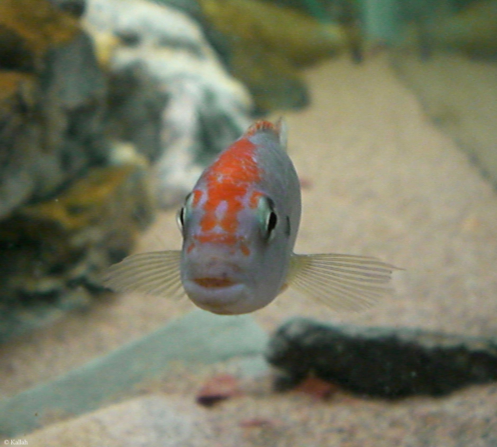Pseudotropheus sp. "perspicax orange cap"