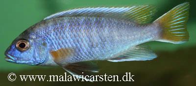 Pseudotropheus sp. "acei"