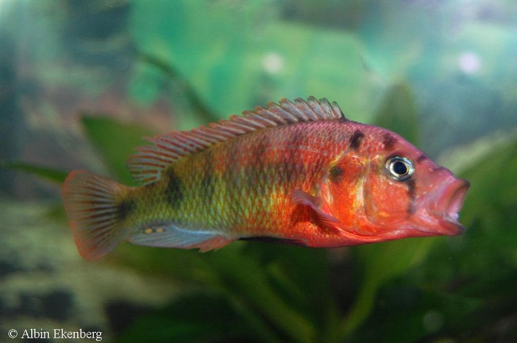 Pundamilia sp. "red head"