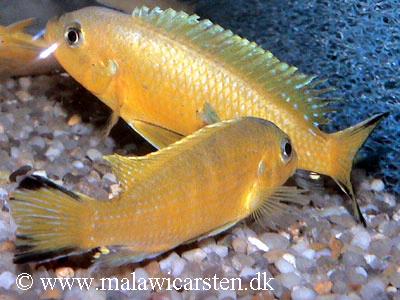 Pseudotropheus sp. "daktari"