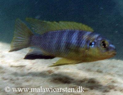 Tropheops sp. "lilac"