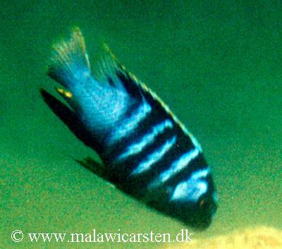 Tropheops sp. "microstoma"