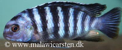 Tropheops sp. "higga"