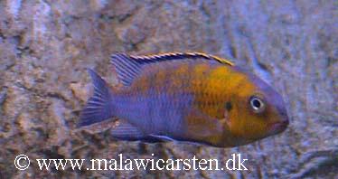 Tropheops sp. "red cheek"