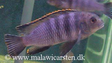 Tropheops sp. "Taiwan"