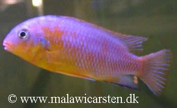 Tropheops sp. "yellow chin"