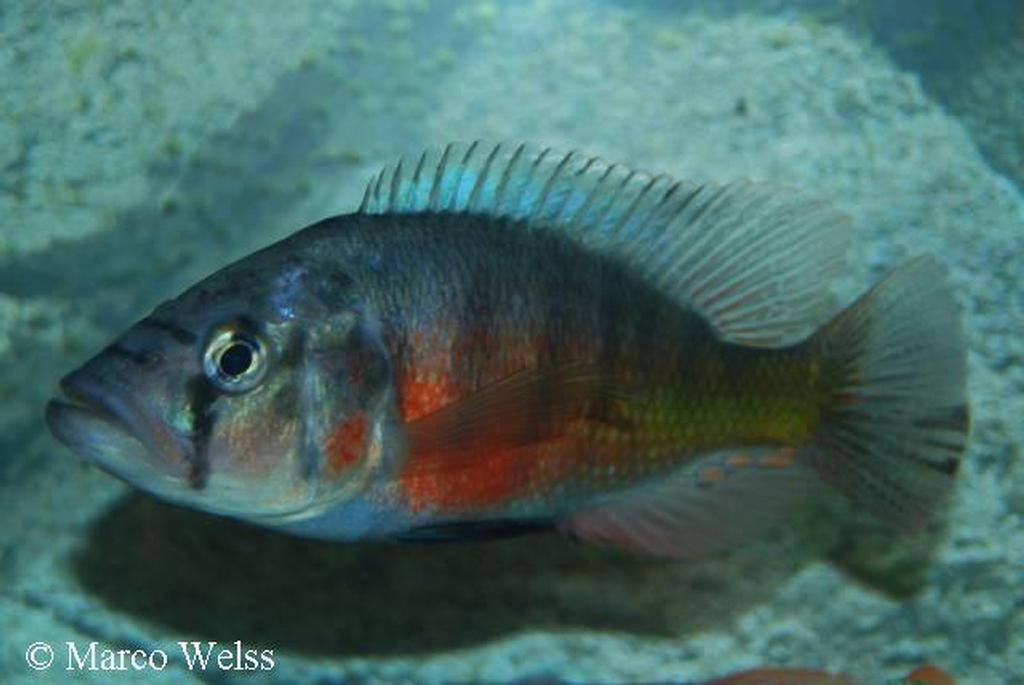 Harpagochromis sp. "orange rock hunter"