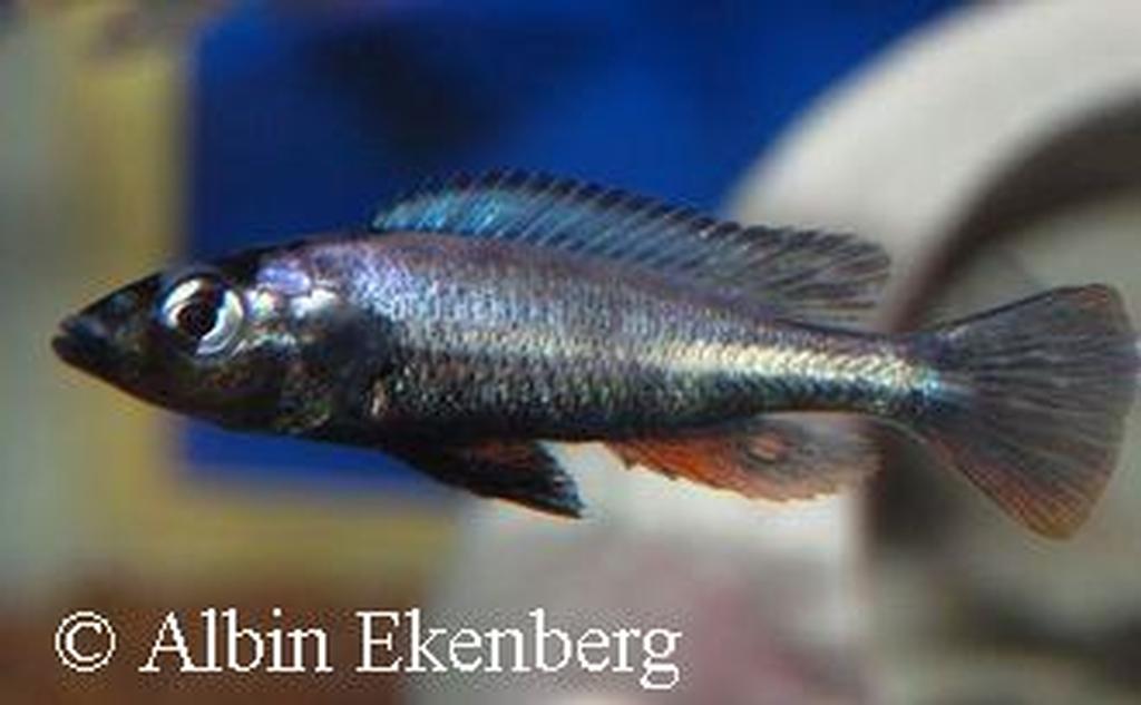 Haplochromis thereuterion