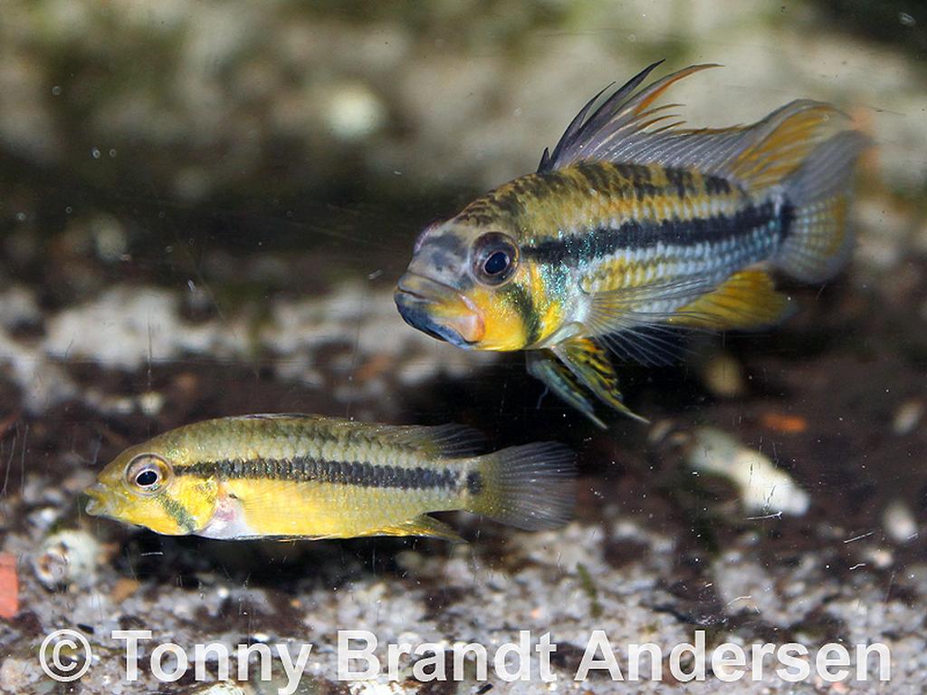 Apistogramma allpahuayo