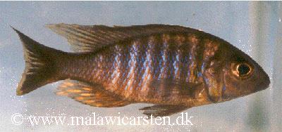 Aulonocara brevinidus