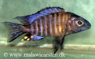 Aulonocara ethelwynnae