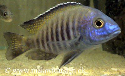 Aulonocara gertrudae