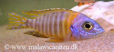 Aulonocara korneliae