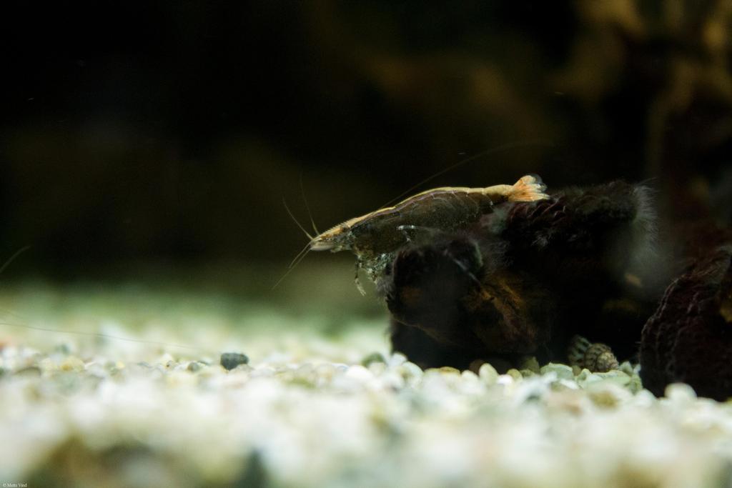 Caridina cf. babaulti