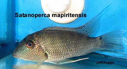 Satanoperca mapiritensis