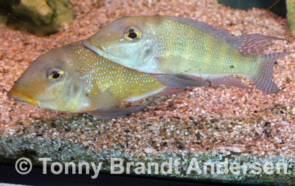 Retroculus xinguensis