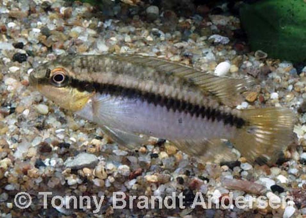 Pelvicachromis roloffi