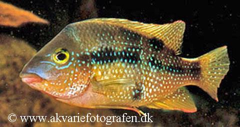 Cribroheros altifrons