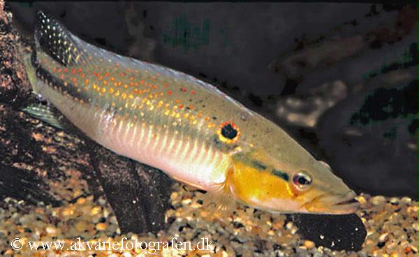 Crenicichla alta