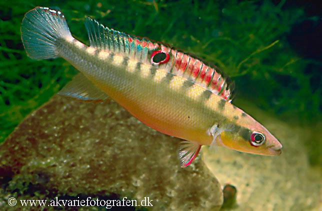 Crenicichla notophthalmus