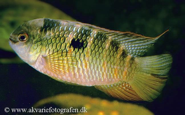 Laetacara fulvipinnis