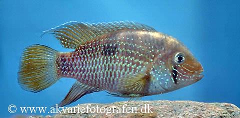 Andinoacara coeruleopunctatus